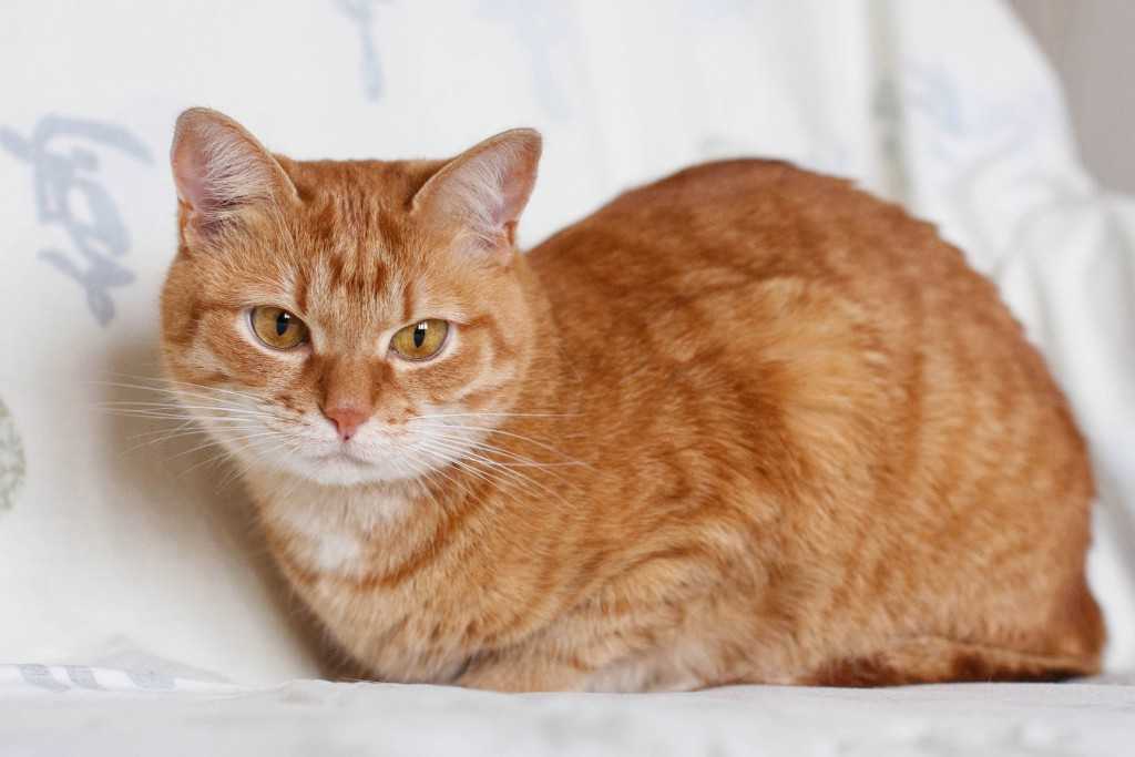 Зависит ли характер кошки от окраса?