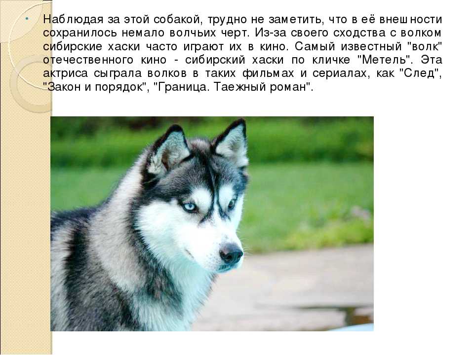Сибирский хаски: все о породе собак от а до я