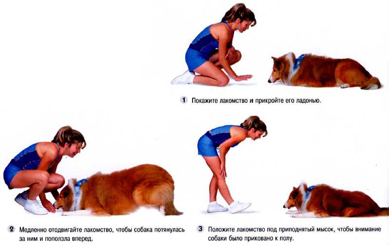 ᐉ как научить собаку кланяться - ➡ motildazoo.ru