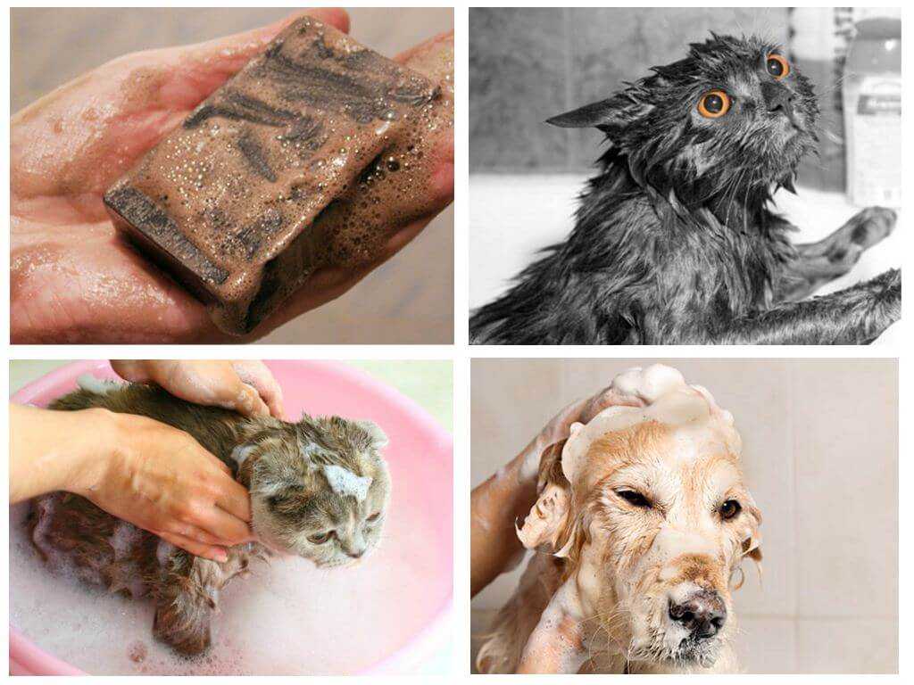 Применение дегтярного мыла от блох у кошек и котов