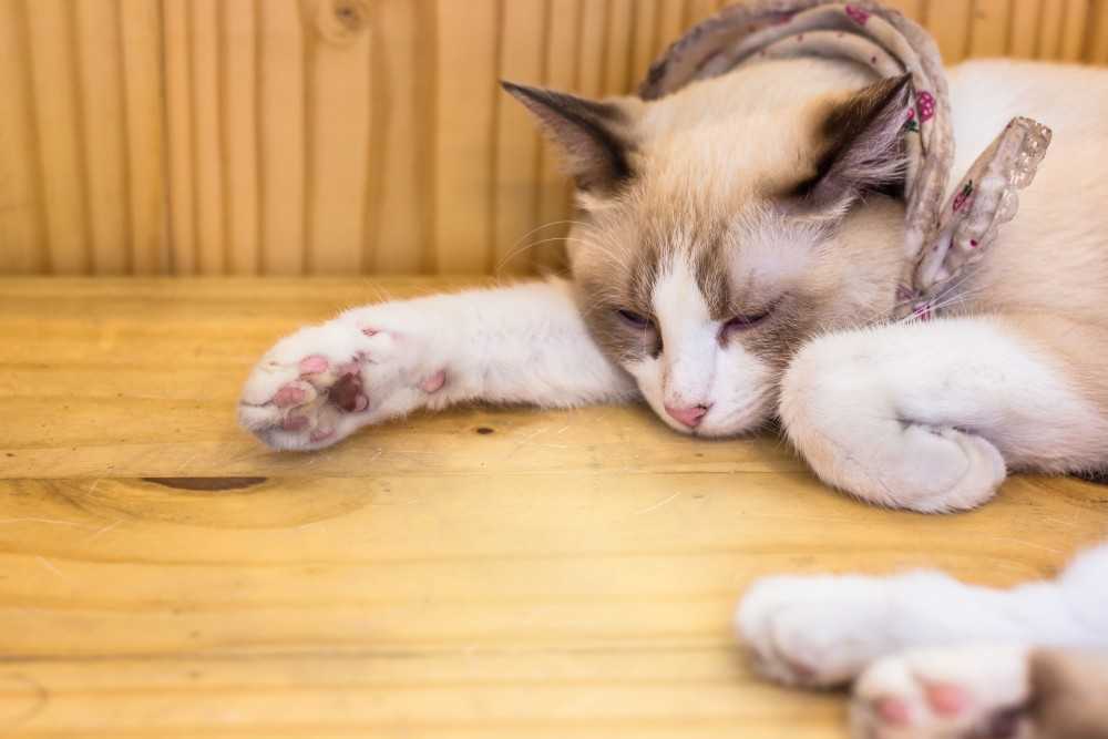 Желтуха у кошек, симптомы и лечение