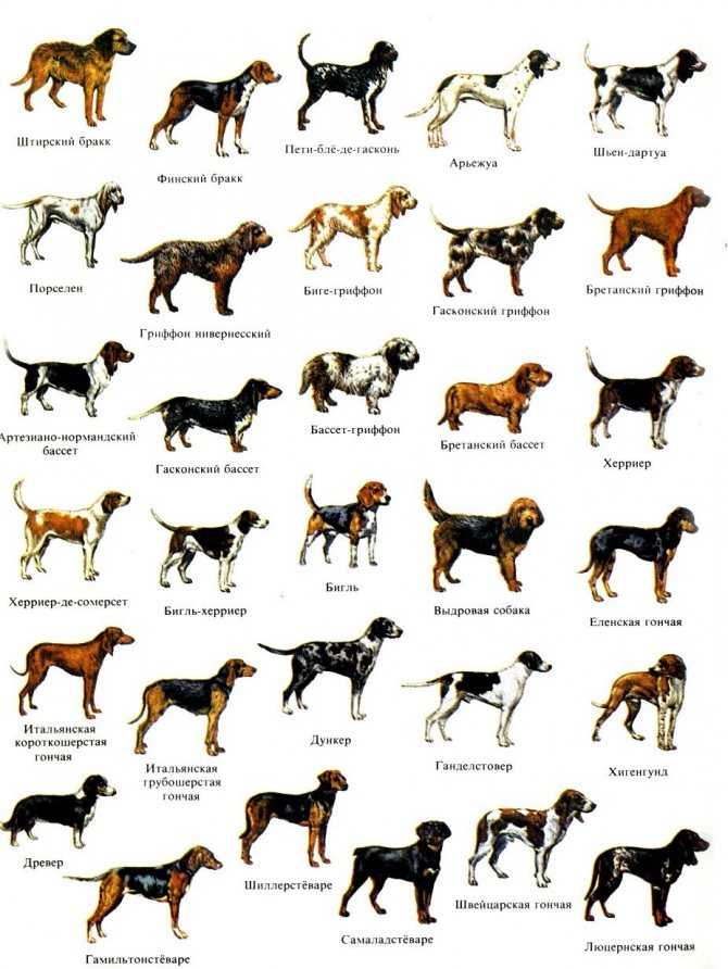 Карликовый пудель собака. описание, особенности, характер, уход и цена породы | живность.ру