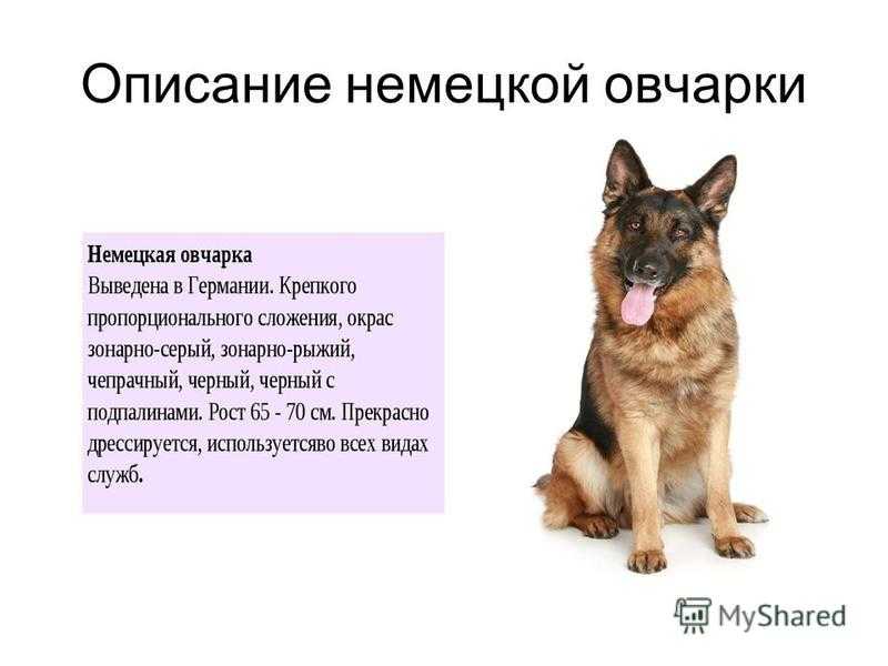 ᐉ в каком возрасте брать щенка немецкой овчарки? - zoomanji.ru