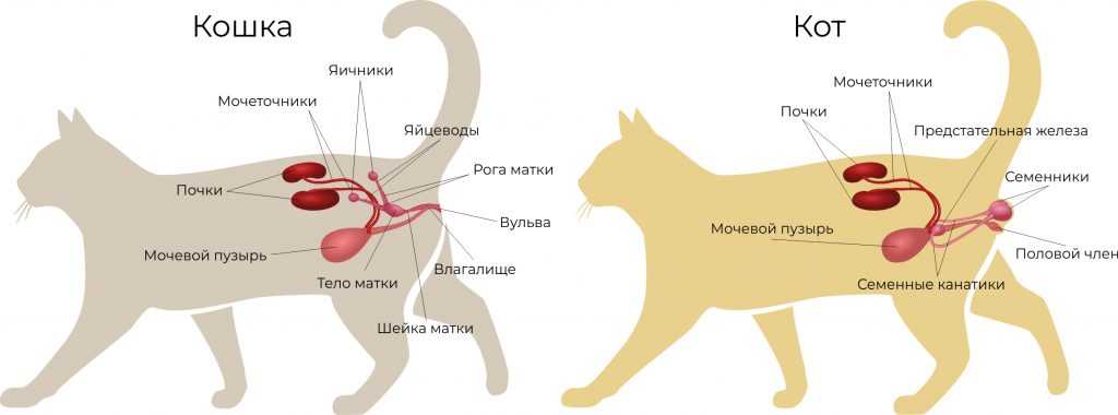 Как называются кошки с большими длинными ушами и вытянутым носом: фото и названия пород