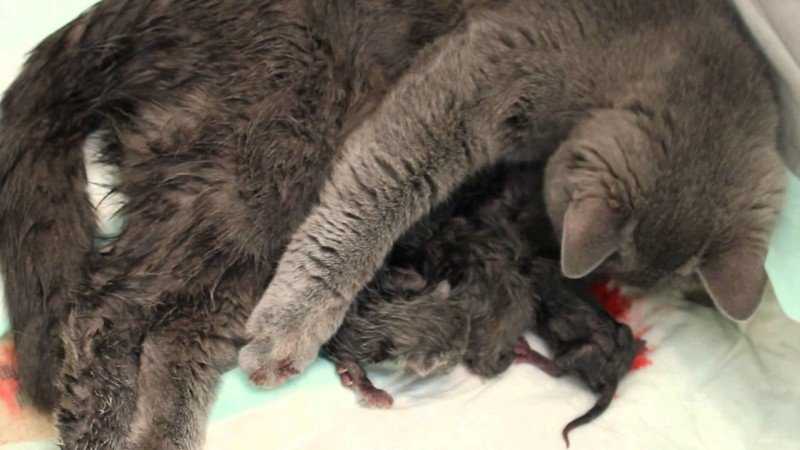 Беременность кошки и роды » kuguarlend