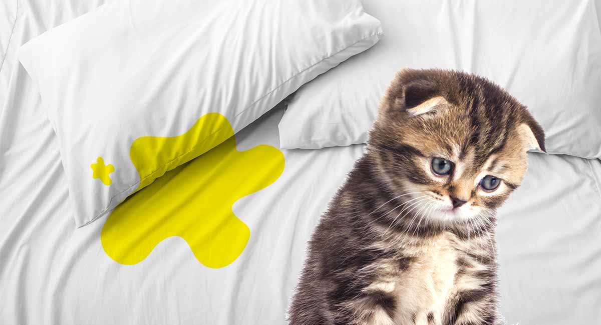 Как отучить кошку мочиться на постель - wikihow
