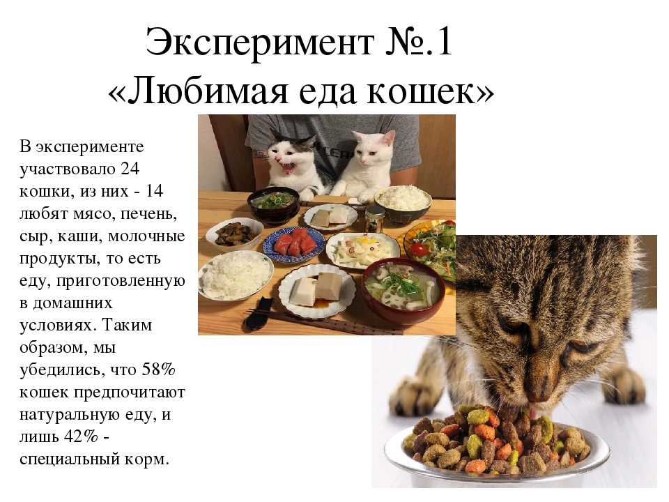 Натуральное кормление кошек: основные принципы и рекомендованное меню