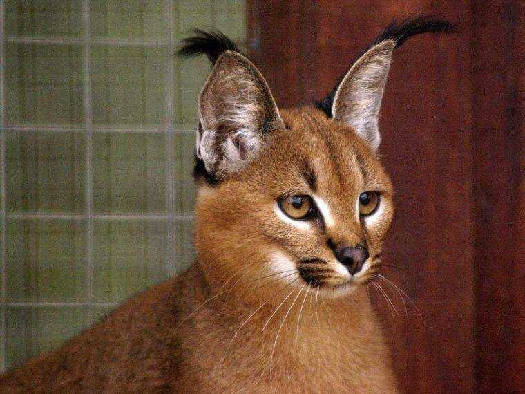 Кошки с кисточками на ушах: названия пород, их описания и фото