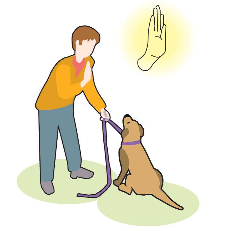 Техника обучения щенков и взрослых собак запрещающим командам нельзя и фу