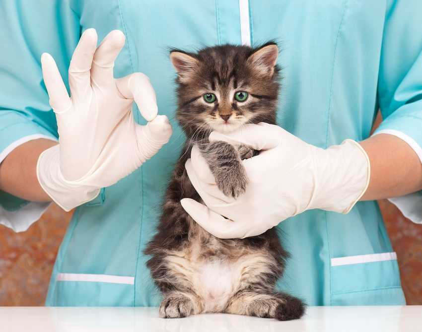 Вакцинация кошек, прививки для кошек: график, правила, цены - зоомедик