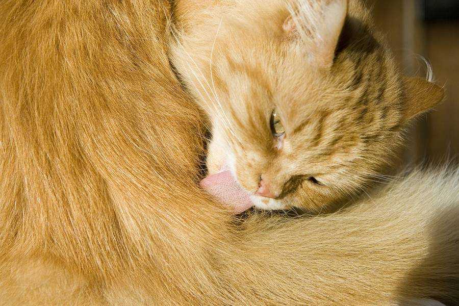 Кастрация кота — зачем она нужна и как она делается?