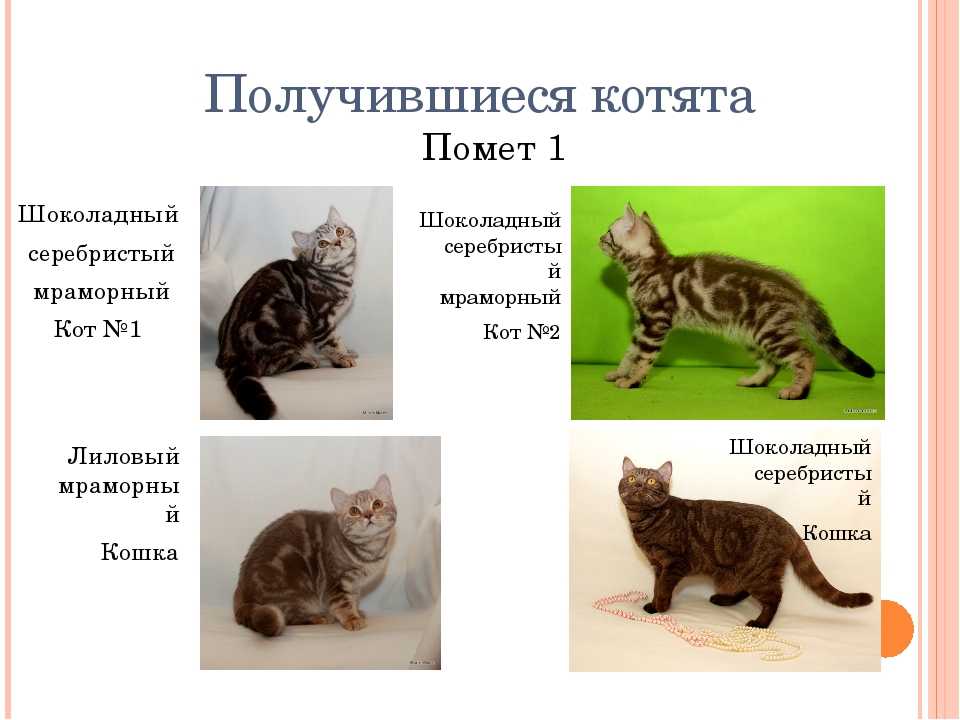 Развитие котят по неделям и по дням после рождения