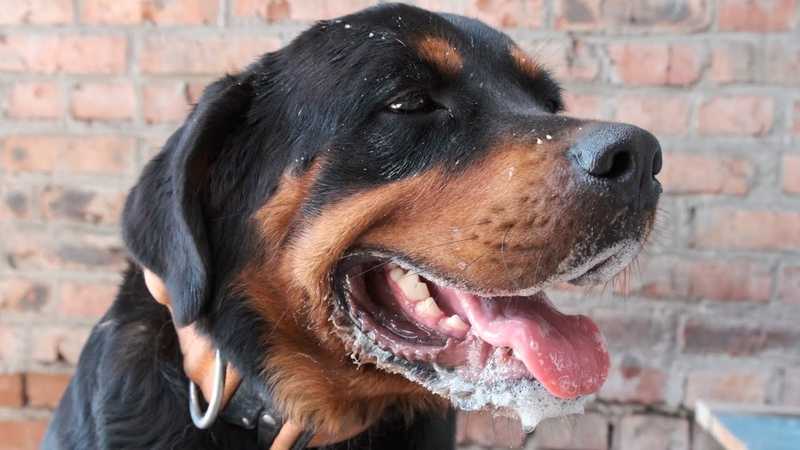 3 причины, почему у собаки текут слюни изо рта: причины и как помочь – про собак от а до я на glamour-dog.ru