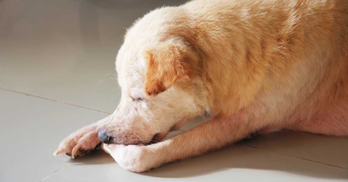 Почему собака вылизывает своего хозяина – лицо, нос, руки, ноги, перед сном, утром