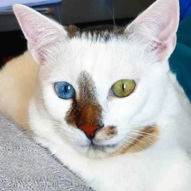 Белый кот с разными глазами: породы, особенности, отзывы, фото и видео