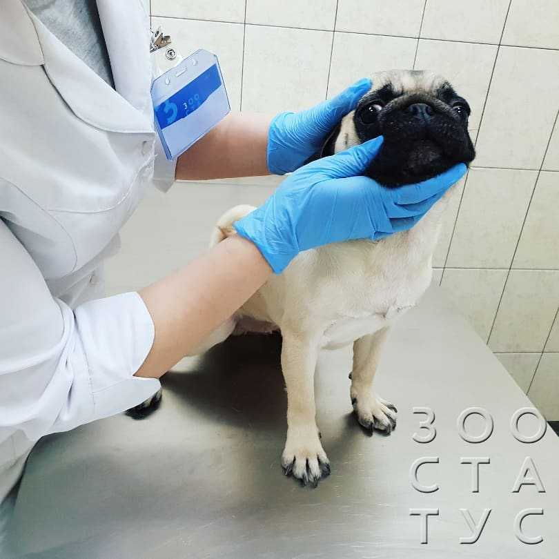 Цирроз и фиброз печени у собак. ветеринарная клиника "зоостатус"