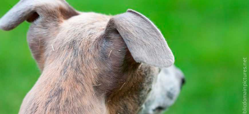 Почему собаки прижимают уши когда бегут