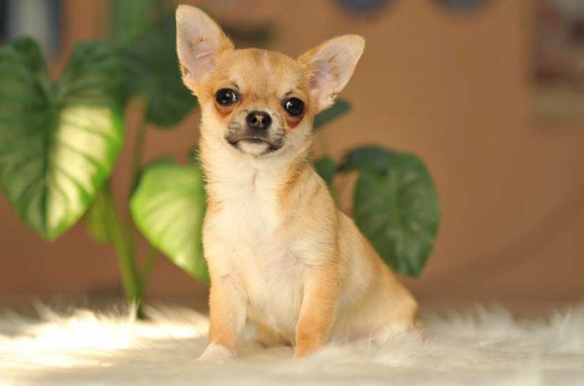 ᐉ собачка породы чихуахуа: особенности и фото уникальных мини-собак - zoovet24.ru