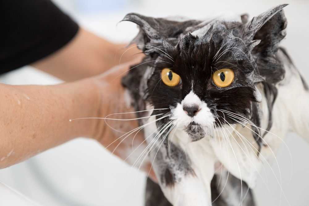 Как помыть кота | страж чистоты