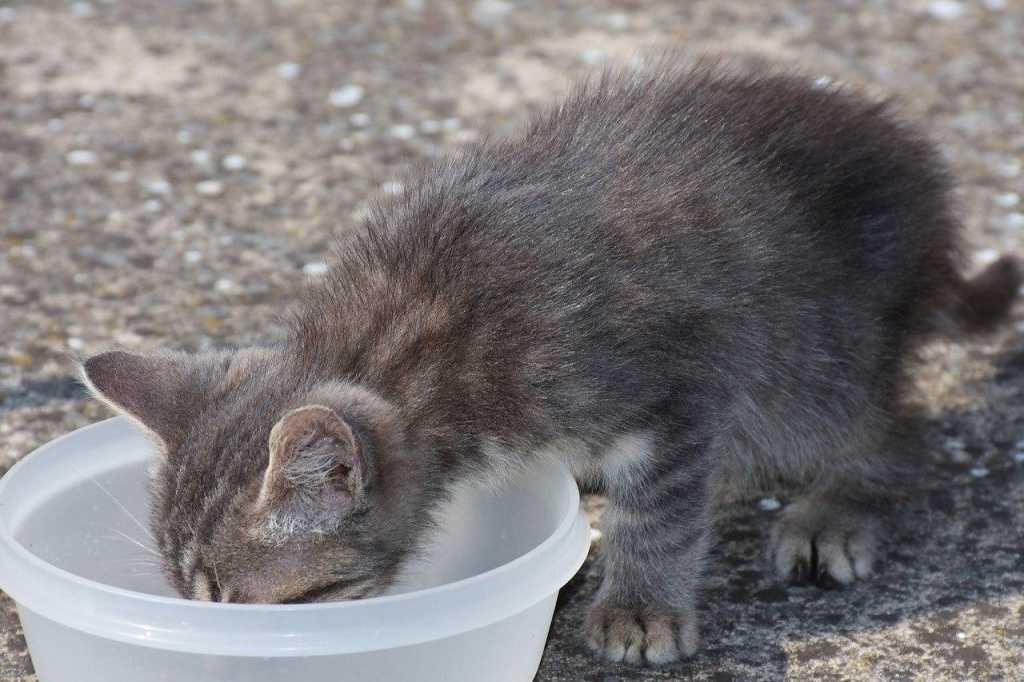 Как приучить котенка пить воду из миски, банки, что делать, если не пьет