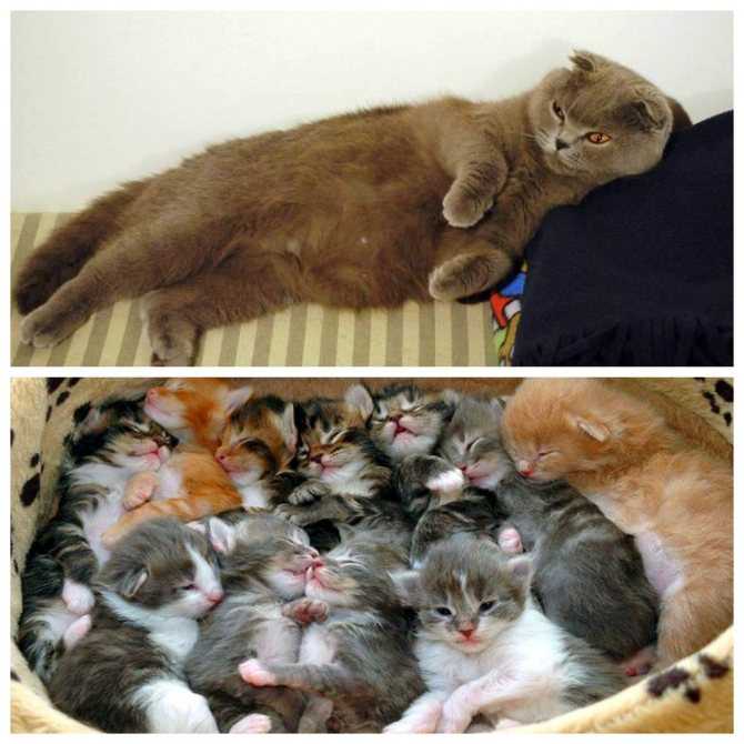 Сколько котят может родить кошка