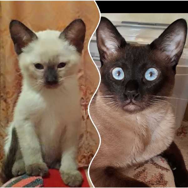 Тайская кошка: описание породы, характер и повадки, правильный уход, фото, выбор котенка