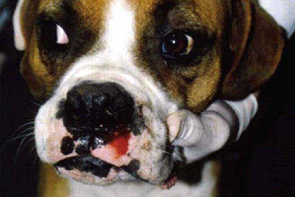 Анаплазмоз у собак: лечение, симптомы, диагностика и профилактика
