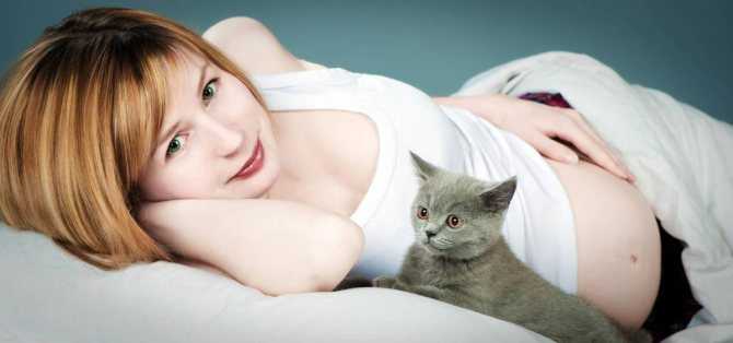 Чувствуют ли коты беременность хозяйки. беременность женщины и кошка в доме.
