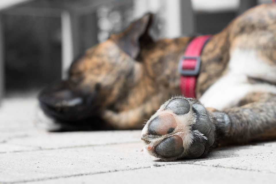 Собака лижет пол и другие предметы — ковер, диван и бетон