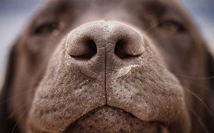 Теплый и сухой нос у собаки: причины сухости, норма и патология, симптомы, сопутствующие сухому носу у собаки, что делать хозяину