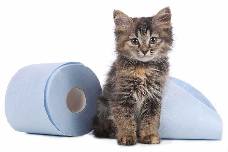 Как вылечить диарею у кота – эффективные способы