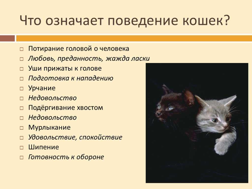 Облысение у кошки: причины и лечение