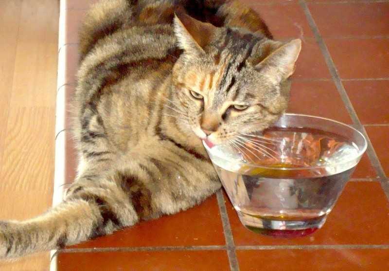 Кошка не пьет