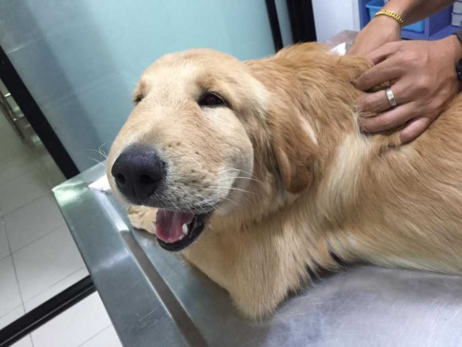 Шок у собак - симптомы, лечение шока у собак в москве. ветеринарная клиника "зоостатус"