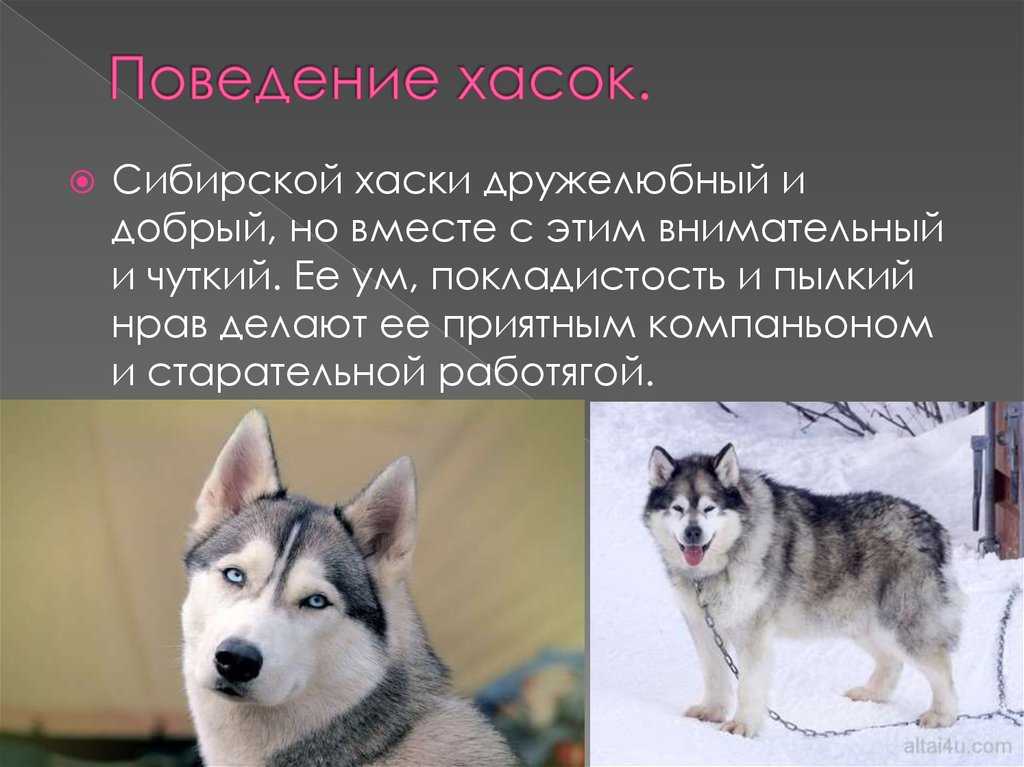 Сибирский хаски - описание породы собаки, характер, плюсы и минусы, стандарты, фото