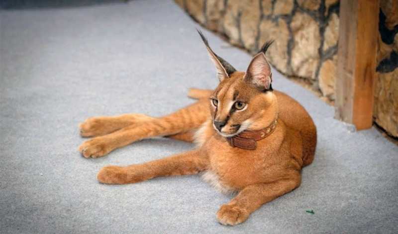 Домашний каракал: сколько стоят котята пустынной рыси, где обитают в природе и как их содержат дома?