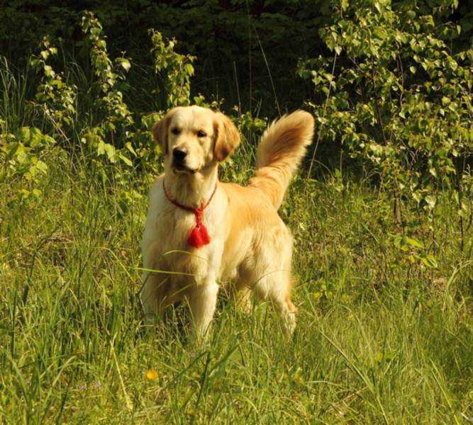 Золотистый ретривер: описание породы, характер собаки и щенка, фото, цена