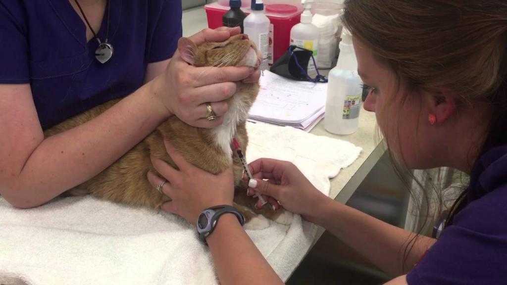 Лечение трихомоноза у кошек