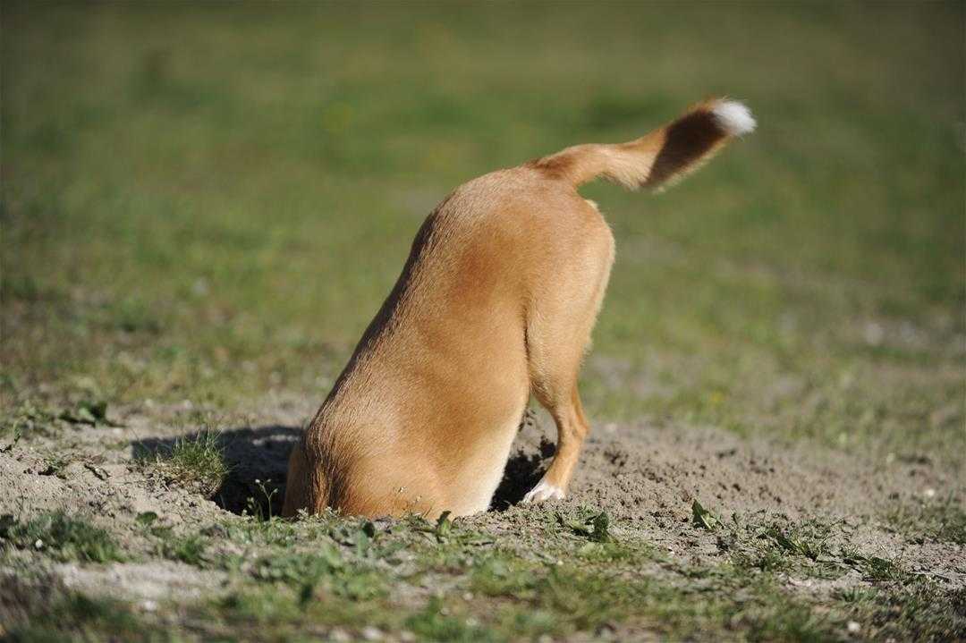 Как отучить собаку рыть ямы во дворе. собака роет ямы во дворе – как перевоспитать животное чему собака роет ямы во дворе