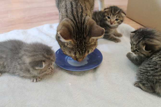 Как кормить котенка если он не умеет лакать