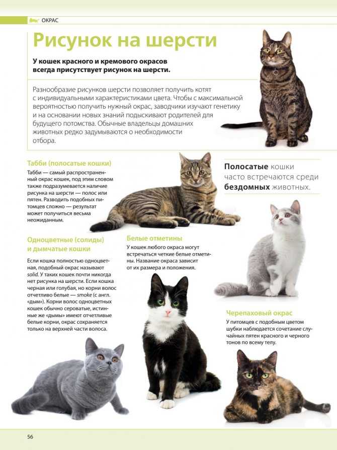 Гипоаллергенные породы кошек, названия и фото