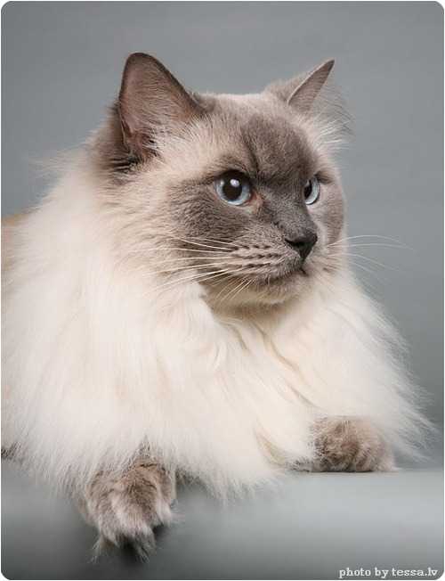 Породы кошек с большими ушами и вытянутой мордой: список и описание