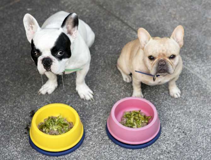 Как и чем кормить щенка чихуахуа: меню по возрастам