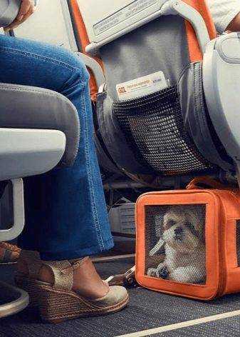 Перевозка кошек в самолёте по россии правила