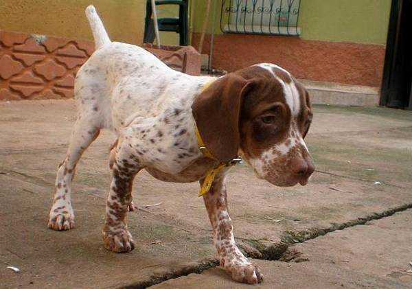 Топ 10 самых редких пород собак в мире - с названиями и фотографиями