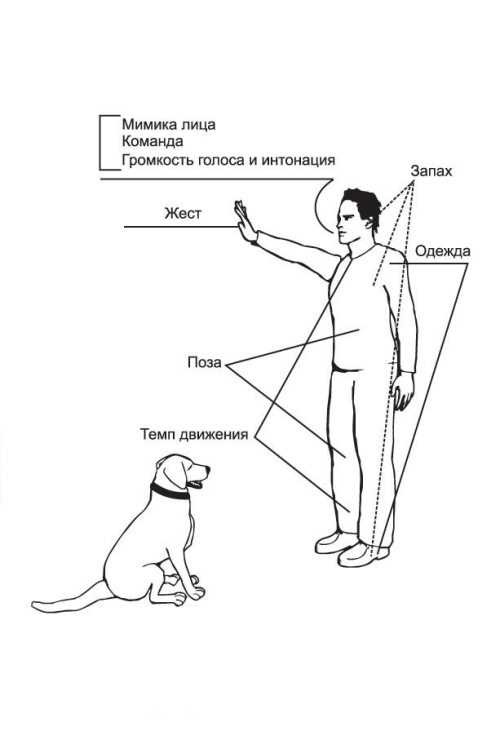 Неврологический осмотр собаки