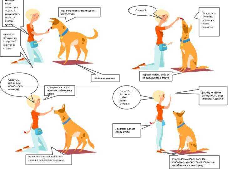 Как дрессировать щенка в домашних условиях: с какого возраста, методы дрессировки, набор основных команд
