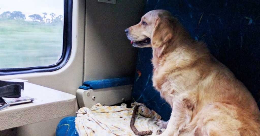 Готовимся к поездке с домашним питомцем – правила перевозки животных в самолете, поезде и другом транспорте