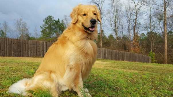 Золотистый ретривер: описание породы и характеристика | собаки мира