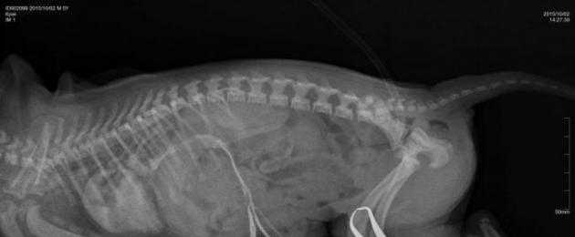 Опухоли печени у собак и кошек - диагностика и лечение раковых заболеваний печени у собак и кошек в москве. ветеринарная клиника "зоостатус"